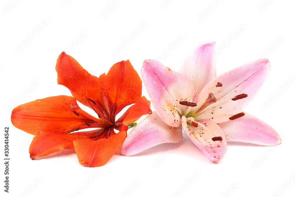 Pink and orange lilies