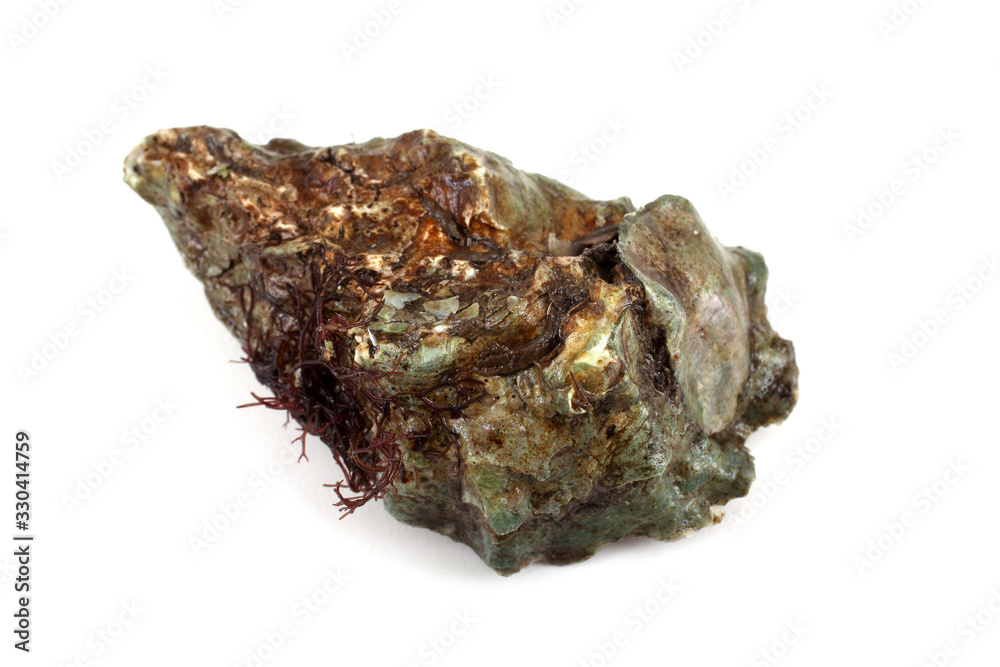 Oyster Oyster