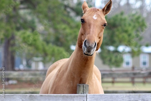 Horse Scratching on Fence