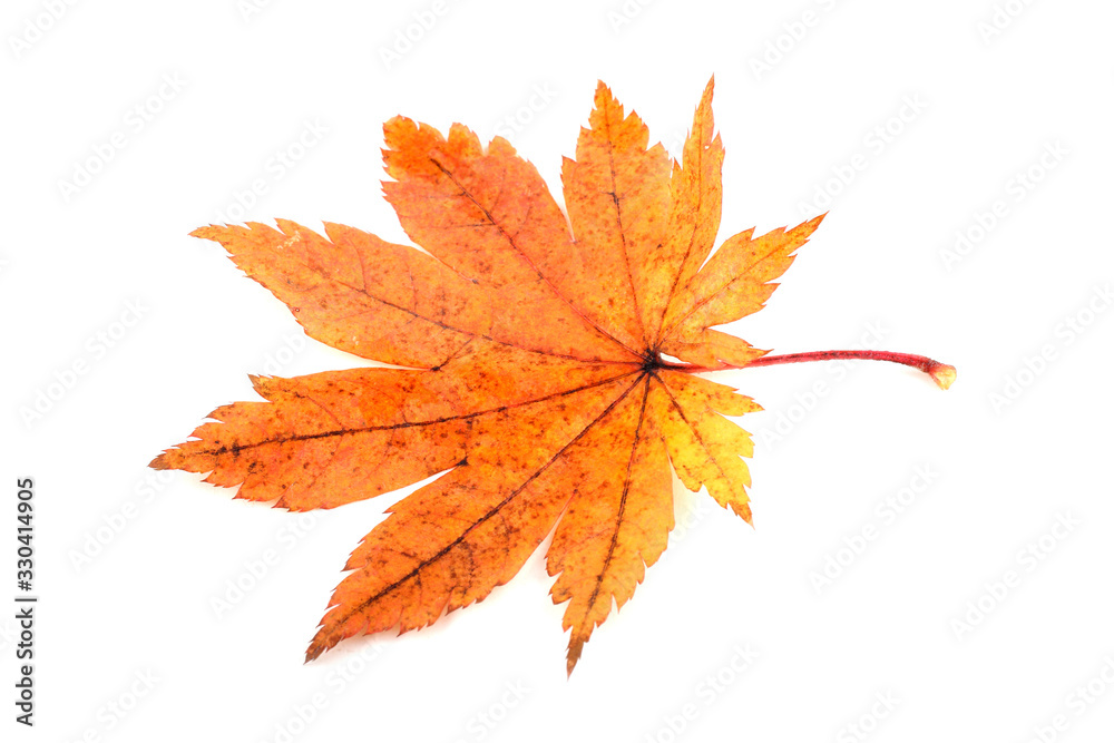 Autumn maple leaf Autumn maple leaf