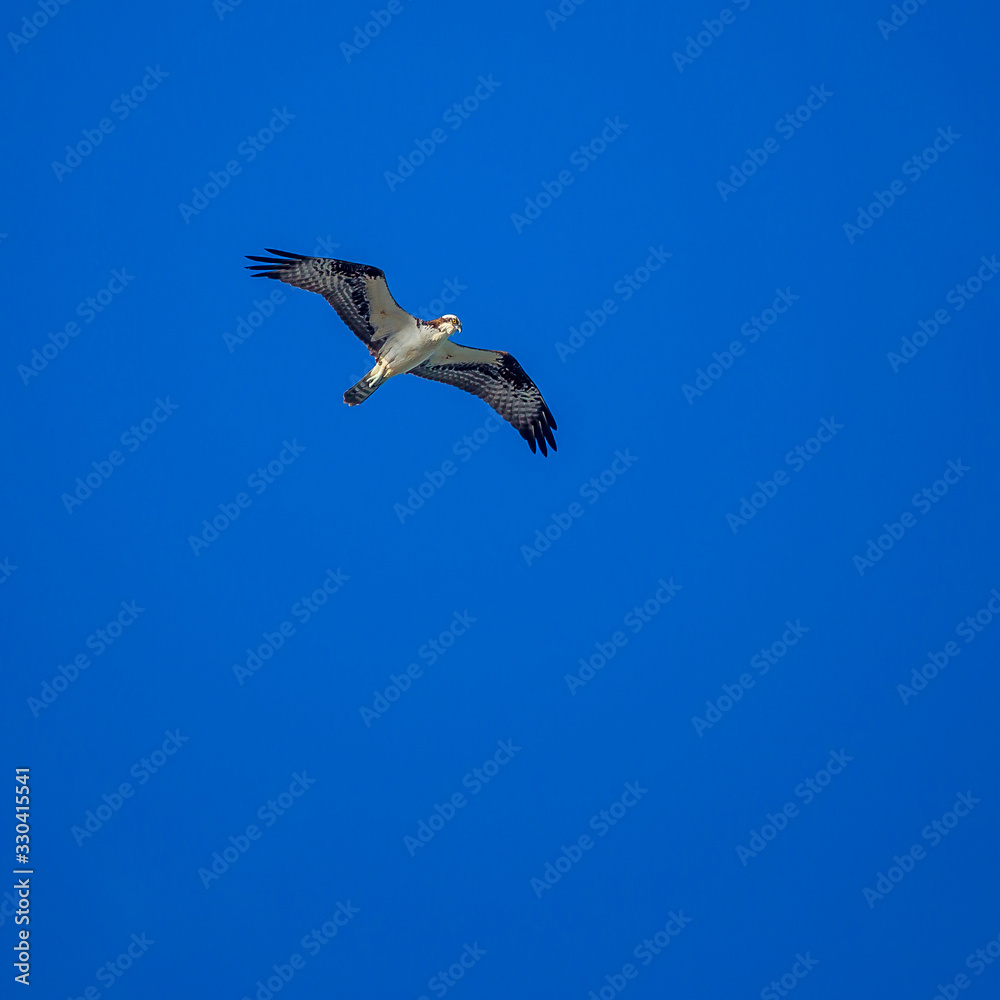 Obraz premium osprey