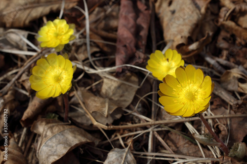 Adonis amurensis  Far Eastern snowdrop