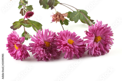 Fototapeta Naklejka Na Ścianę i Meble -  Pink chrysanthemums