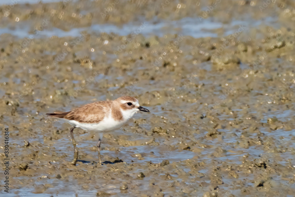 The Lesser Sand Plover is a small shorebird with a gray back and white underparts. Its scientific name is Charadrius mongolus. The Lesser Sand Plover is a small shorebird with a gray back and white underparts. Its scientific name is Charadrius mongolus.