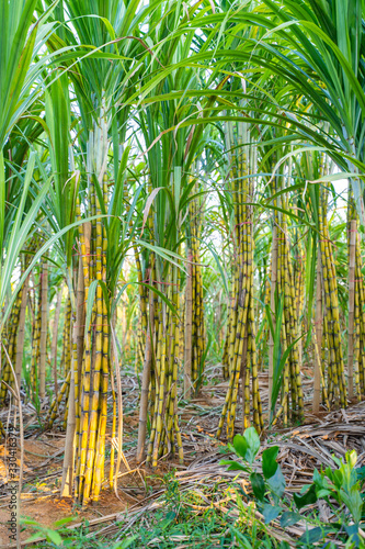 fresh organic sugarcane in garden