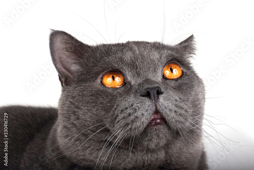 Fotografie Looking British cat portrait