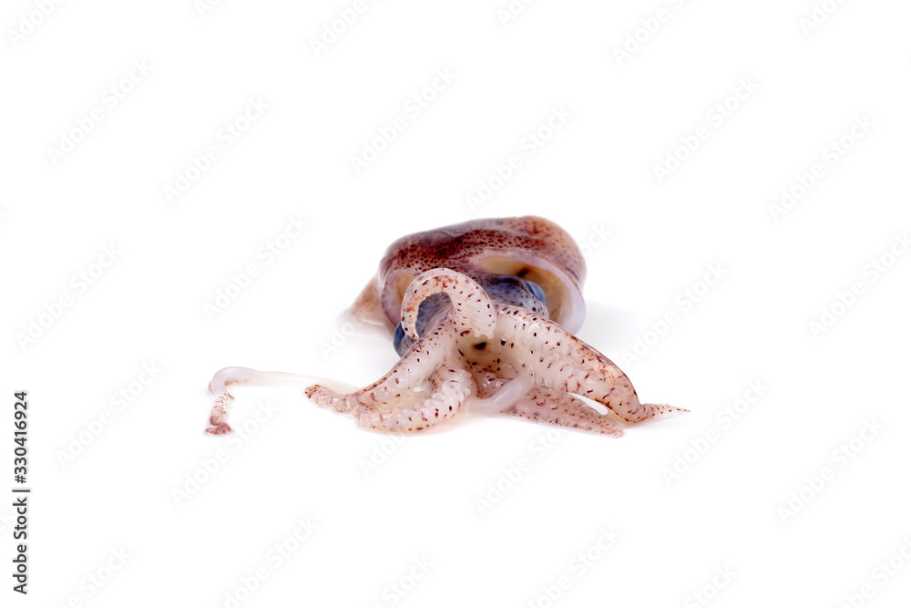Little cuttlefish Little cuttlefish