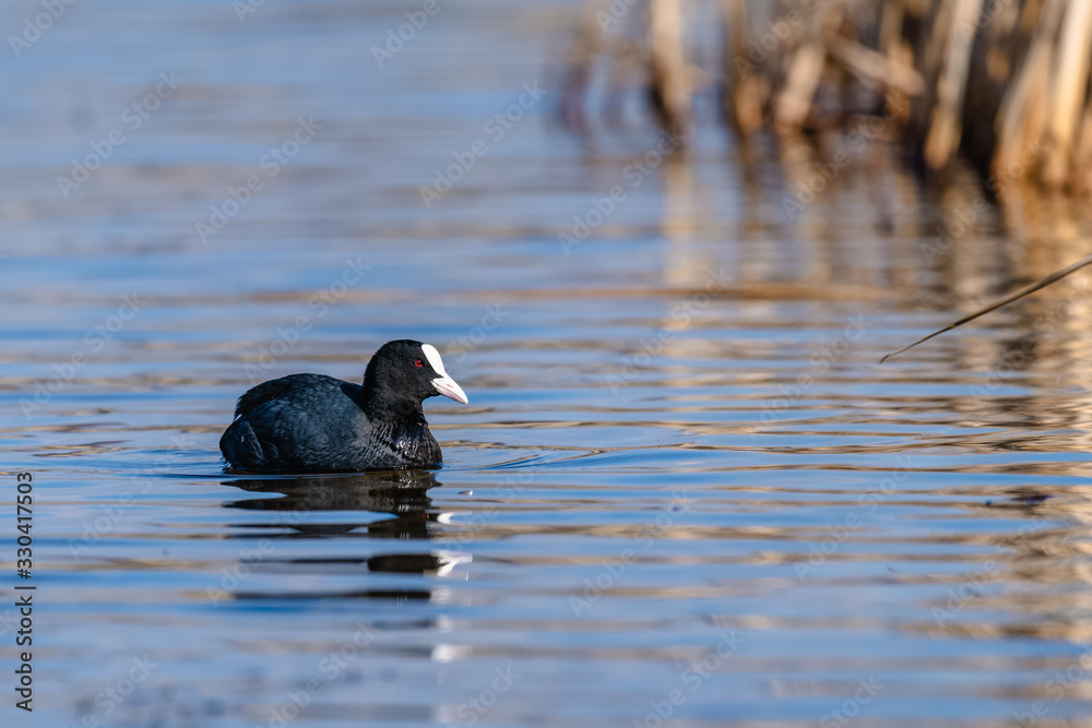 Eurasian coot (Fulica atra, Fulica prior) swimming in a lake Eurasian coot (Fulica atra, Fulica prior) swimming in a lake
