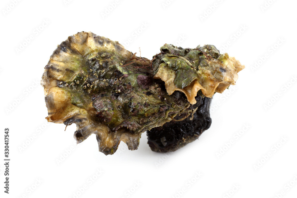 Oysters Oysters