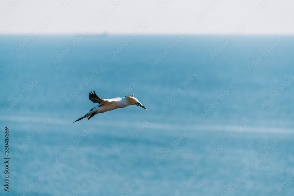 Northern Gannet (Morus bassanus) flying high in the sky above the sea Northern Gannet (Morus bassanus) flying high in the sky above the sea