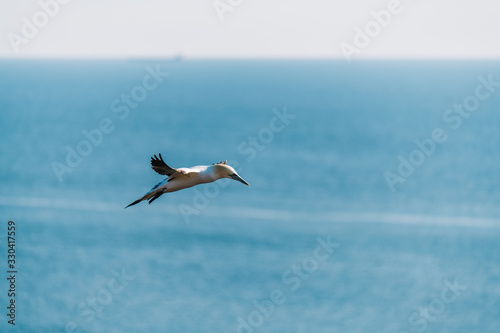 Northern Gannet  Morus bassanus  flying high in the sky above the sea