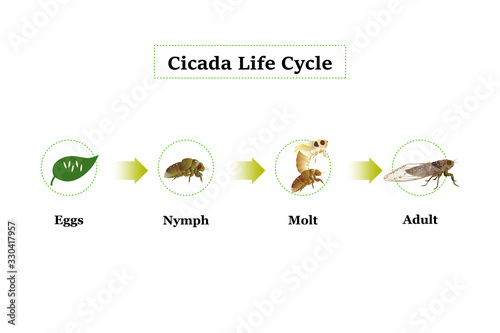 Cicada Life Cycle vector for graphic design,education,agricultural,science,artwork.