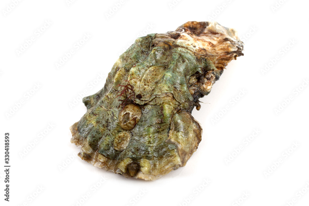 Oyster