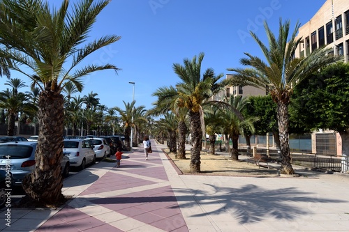 Date palms in the Spanish city of Elche