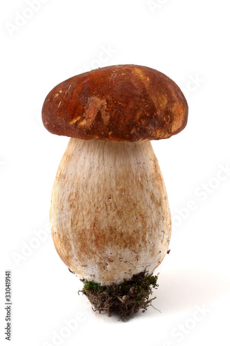 King bolete mushroom