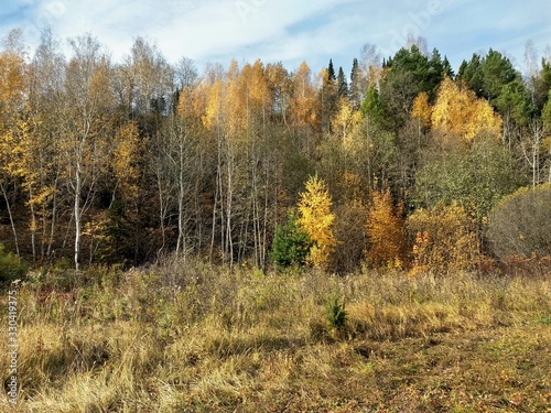 multicolored trees against a blue sky