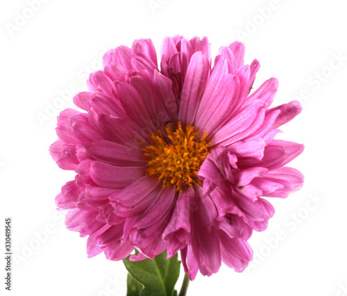 Chrysanthemum