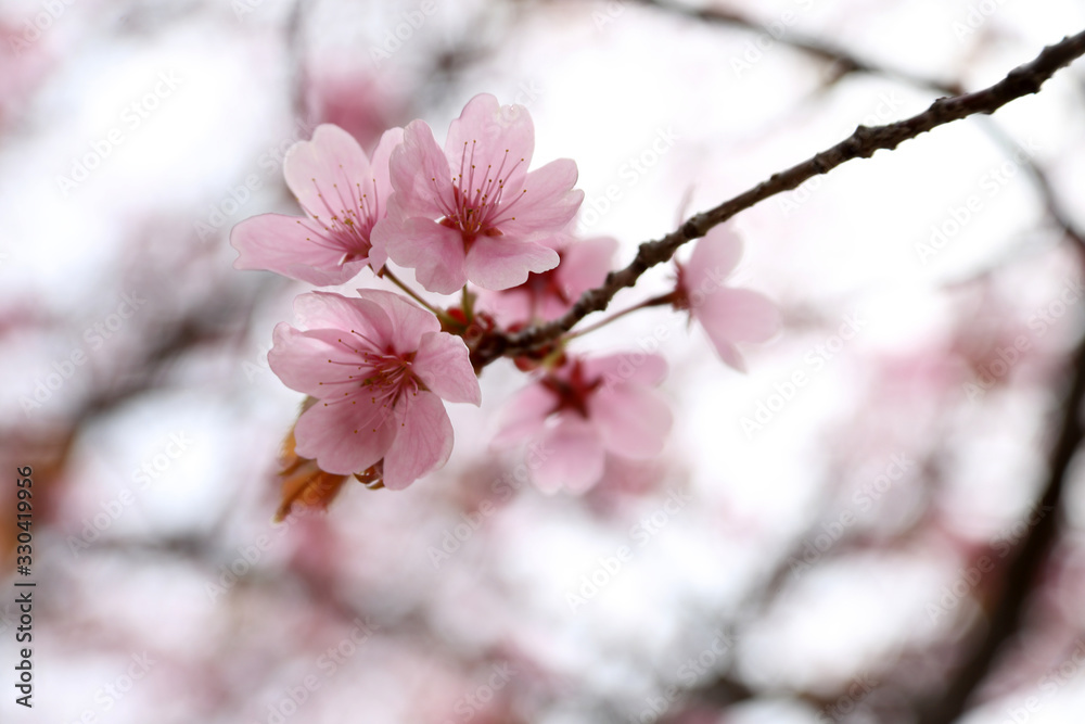 Sakura. Apricot blossom.