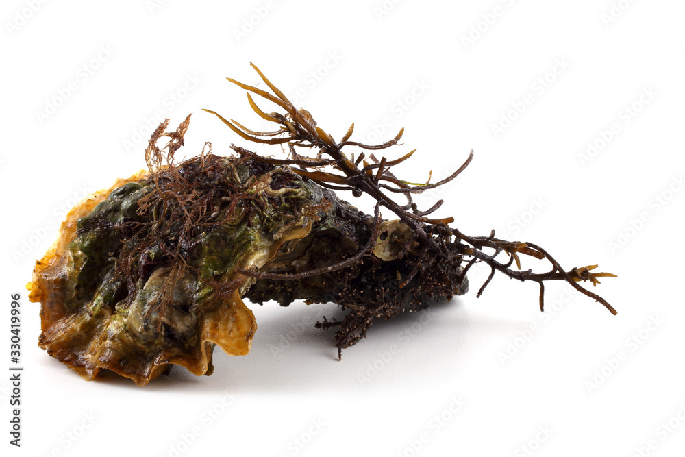 Oyster Oyster