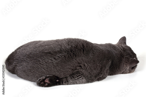 Obraz na plátne Funny sleeping British cat