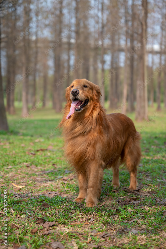 Golden retriever walking in the grass outdoors Golden retriever walking in the grass outdoors