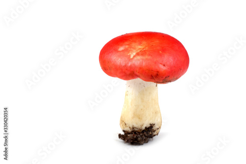 Russule mushroom