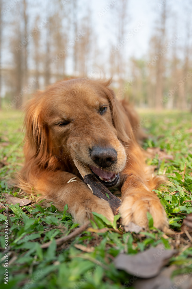 Golden retriever lying on the grass and biting a tree branch