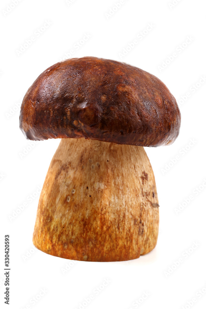 King bolete mushroom King bolete mushroom