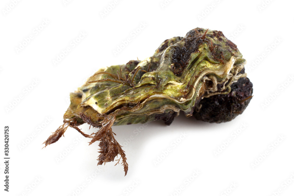 Oyster Oyster