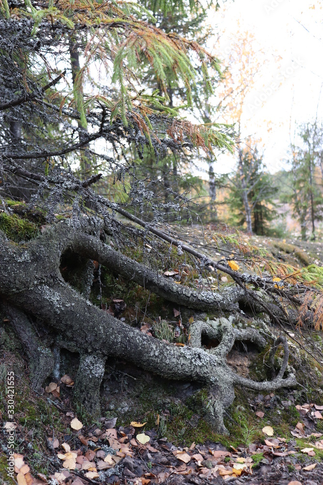 Obraz premium crooked roots of an old spruce tree