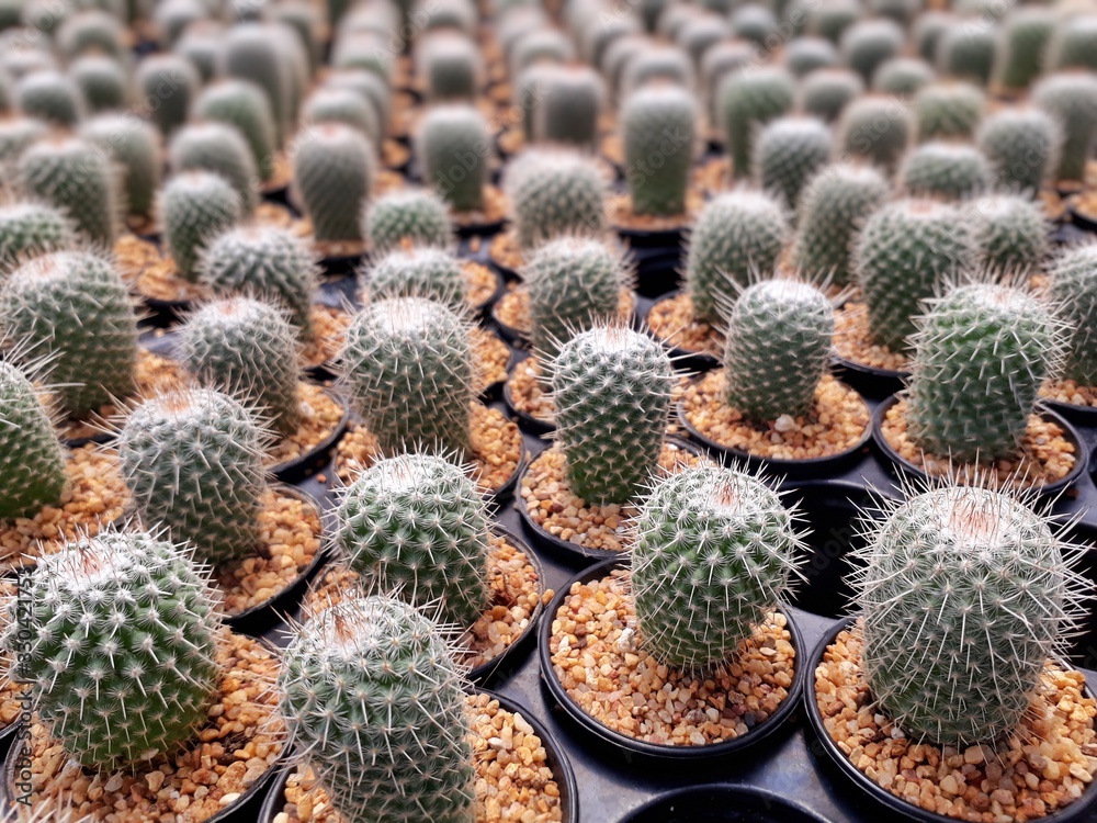 Cactus plants farm field selective focus. Cactus plants farm field selective focus.