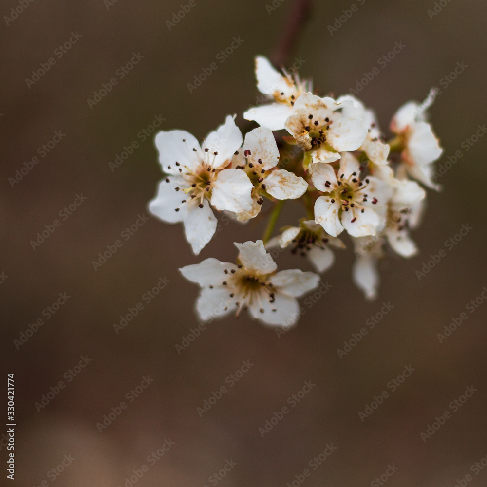 Flowering blossoms on a plum tree in early spring Flowering blossoms on a plum tree in early spring