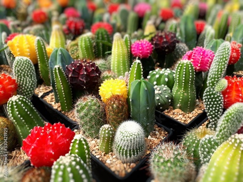 Cactus plants farm field selective focus. photo