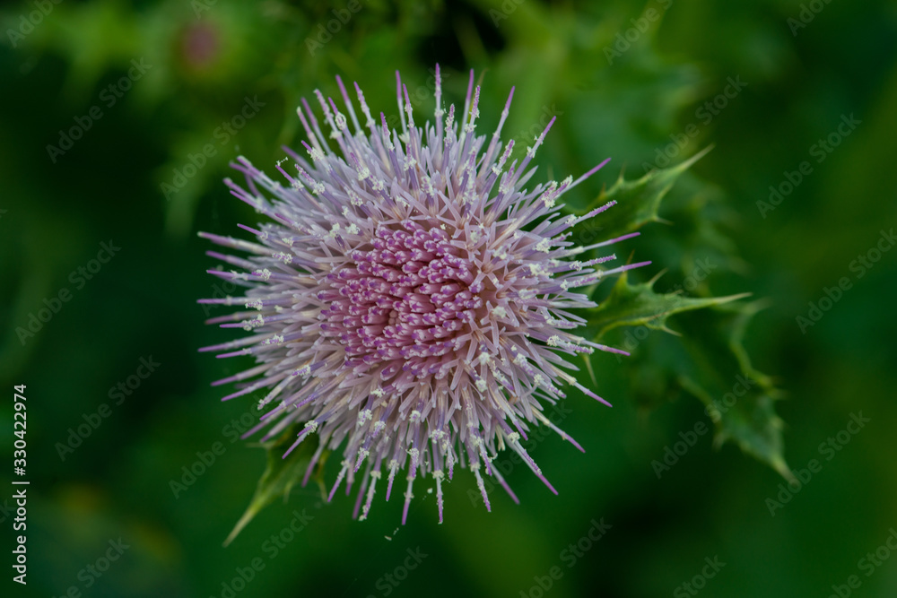 Beautiful thistle flower blooms in the early morning Beautiful thistle flower blooms in the early morning