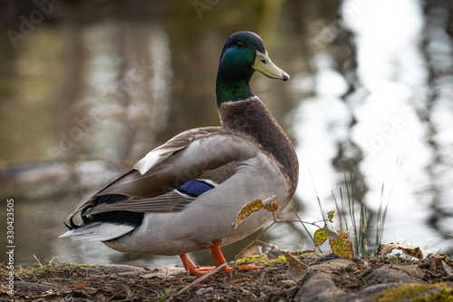 Mallard drake on the shore of a pond in a park in Southern Oregon