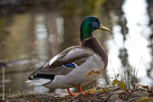 Mallard drake on the shore of a pond in a park in Southern Oregon