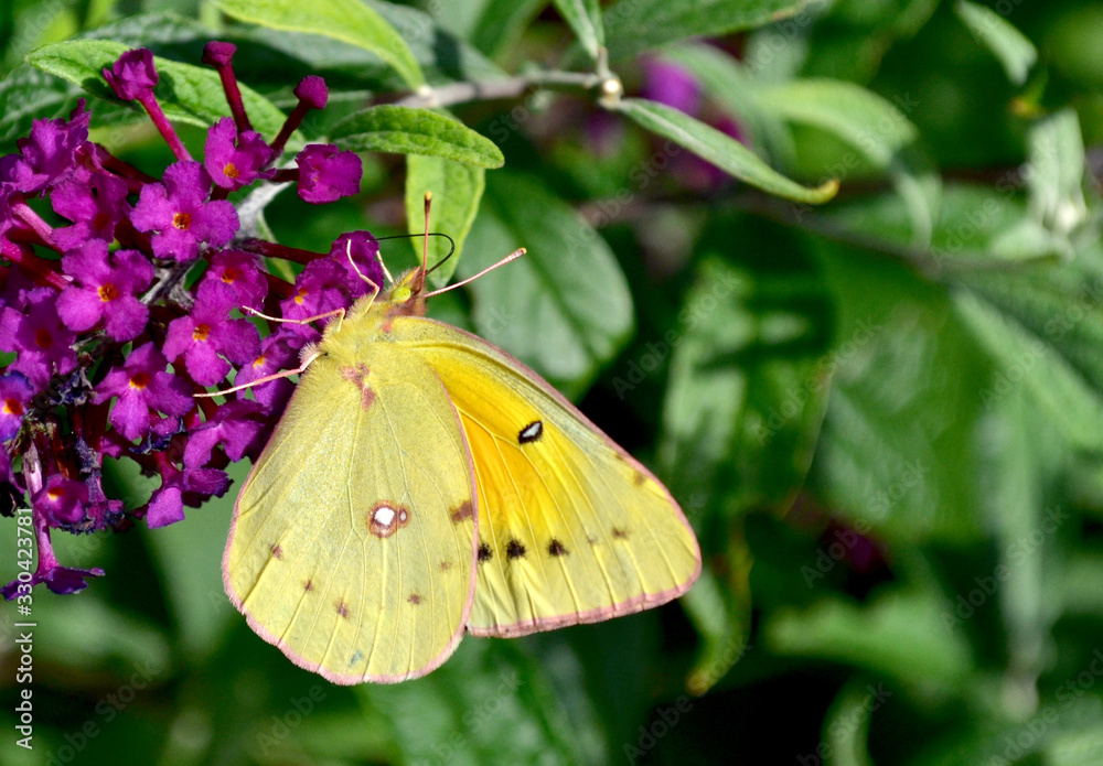 Closeup with copy space of an Orange Sulfur Butterfly (Colias eurytheme) feeding on purple butterfly bush (Buddleja). Closeup with copy space of an Orange Sulfur Butterfly (Colias eurytheme) feeding on purple butterfly bush (Buddleja).