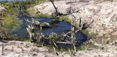 Dried plants along a waterbed photo