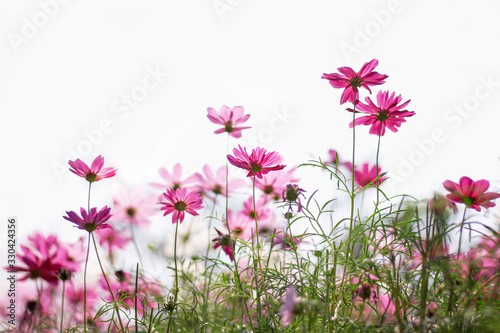 Mexican Aster blooming or Cosmos bipinnatus flowers field in nature garden on white sky outdoor under view closeup background