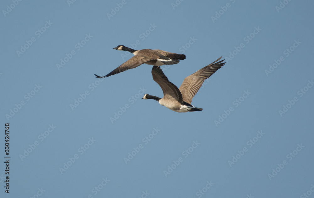 Canadian Geese Canadian Geese
