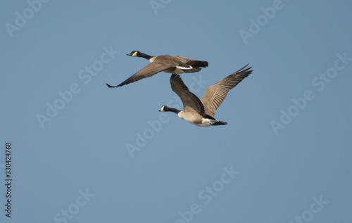 Canadian Geese