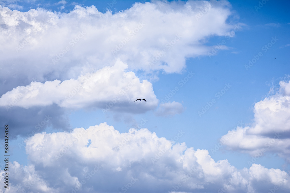 Fototapeta premium blue sky with white clouds