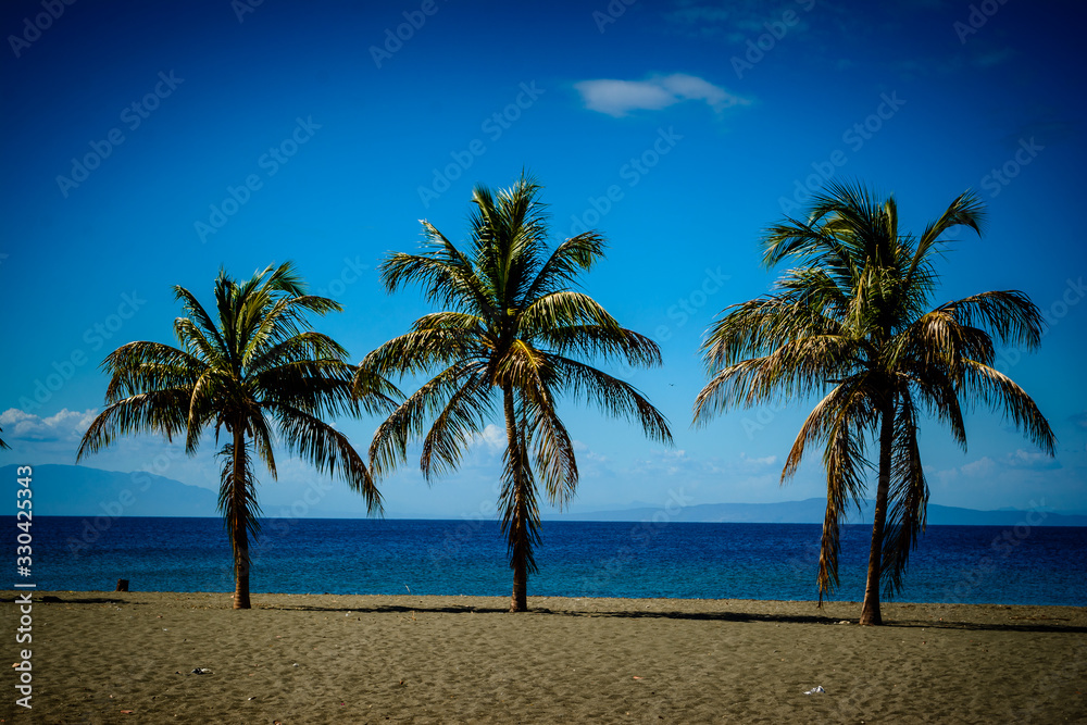 palm tree on the beach