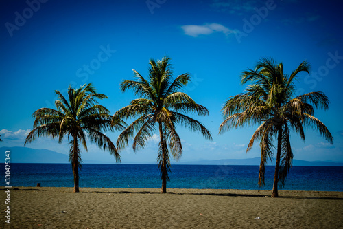 palm tree on the beach © Edwin