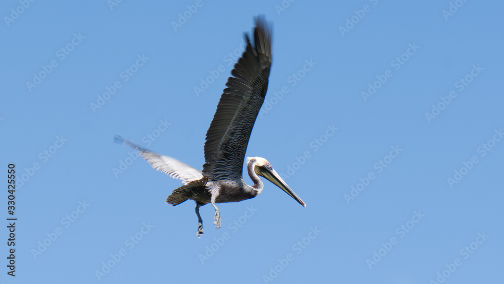 Obraz premium white stork in flight