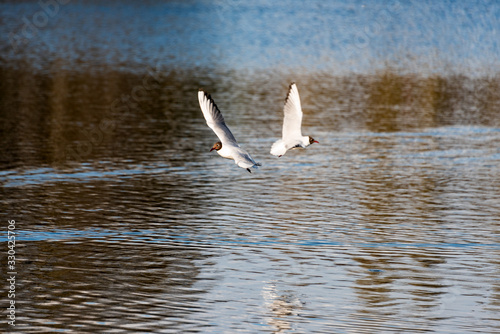 Seagulls over the water in a city park