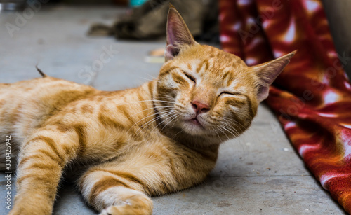 Canvas Print Indian billi breed also known as Indian common cat