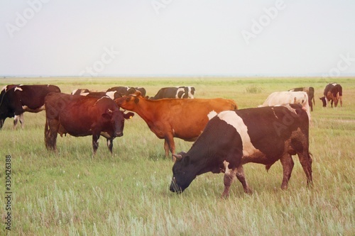 Cows graze in the meadow. Brown and black animals nibble on the grass. Summer photo of cattle cattle in nature. Farm products, nature, non-GMO, natural milk, environmentally friendly product.