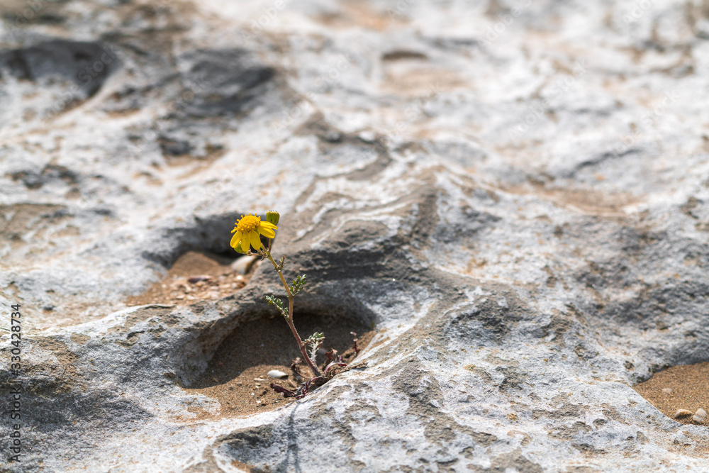 Spring flower surviving on the rock Spring flower surviving on the rock