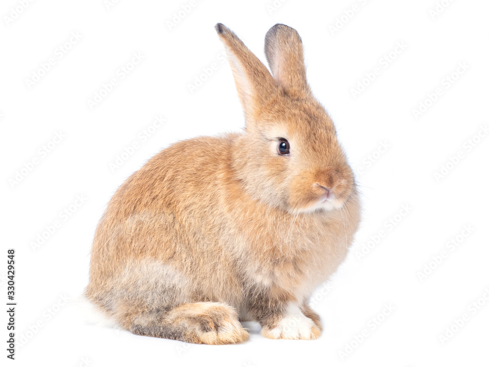 Red-brown cute baby rabbit isolated on white background. Lovely brown rabbit sitting. Red-brown cute baby rabbit isolated on white background. Lovely brown rabbit sitting.